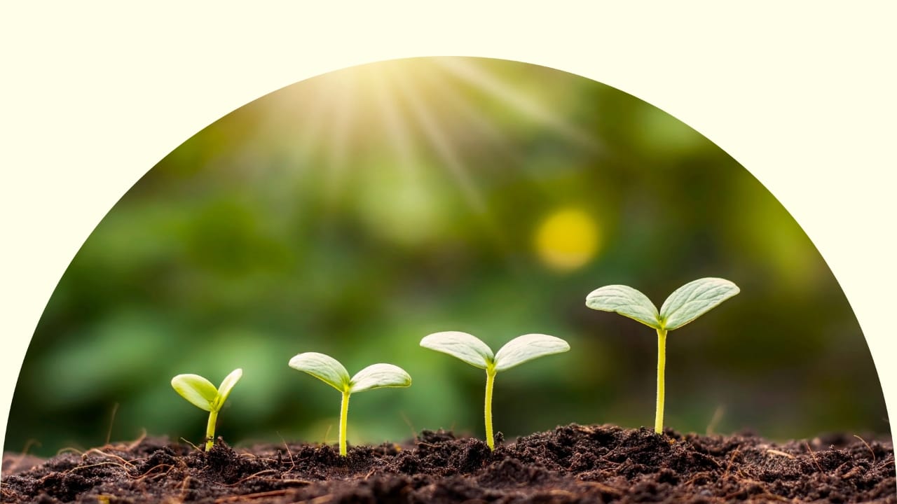 Seedlings growing in soil